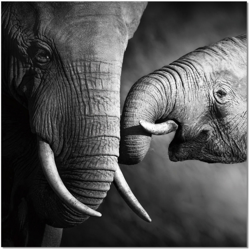 Mama Elephant Wall Art in Black & White